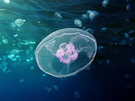 Cele mai otrăvitoare și periculoase meduze Marea Neagră - meduze Rhizostoma (rhizostoma Pulmo) și meduze Aurelia