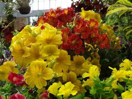 plantare salpiglossis și de îngrijire, specii și varietăți, fotografii