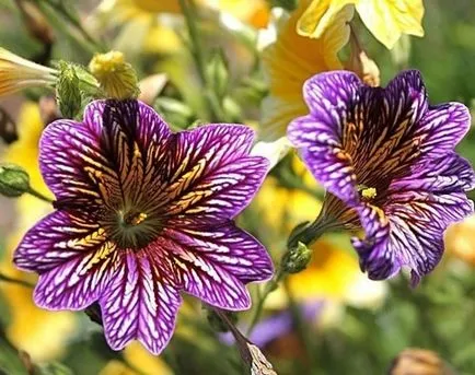 Salpiglossis интересни сортове със снимка, отглеждане на семена, грижи