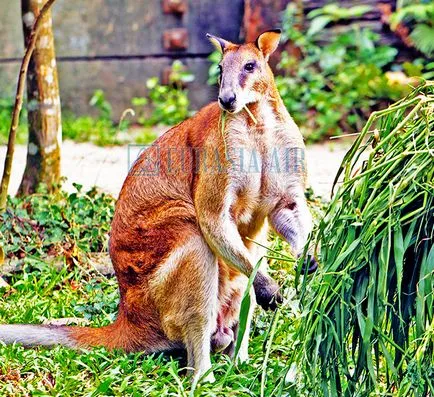 Cel mai misterios animal Australia