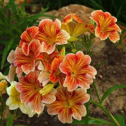 plantare salpiglossis și de îngrijire, specii și varietăți, fotografii