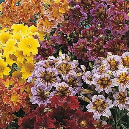 Salpiglossis интересни сортове със снимка, отглеждане на семена, грижи