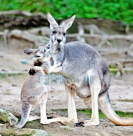 Cel mai misterios animal Australia