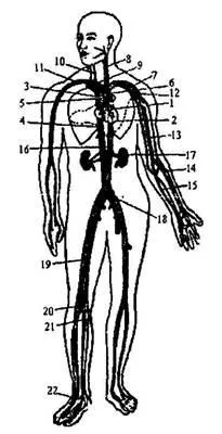 Sistemul cardiovascular - studopediya