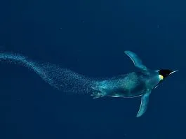 Secretul unui pinguin - național România geografică