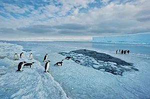 A titok egy pingvin - National Geographic Magyarország