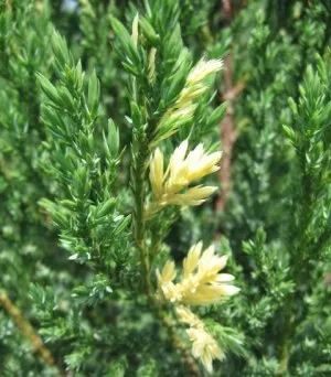 Titkok az ültetés és gondozása Juniperus chinensis stricta