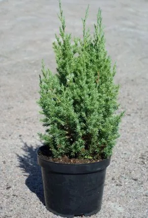Secretele de plantare și îngrijire de Juniperus chinensis stricta