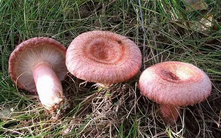 Volnushki ehető-e vagy sem egy fotó és leírás gombák volnushek fehér és rózsaszín