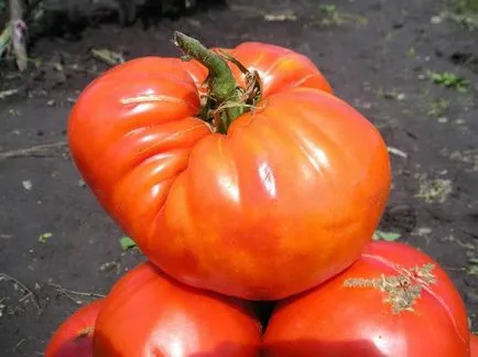 gigant de zahăr - o nouă creștere de tomate