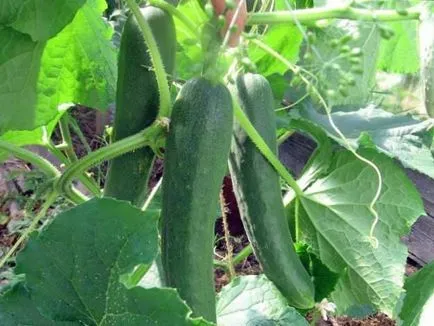 Краставица семена оранжерии за самоопрашват, pcheloopyljaemogo като самоопрашване, снимки, видео