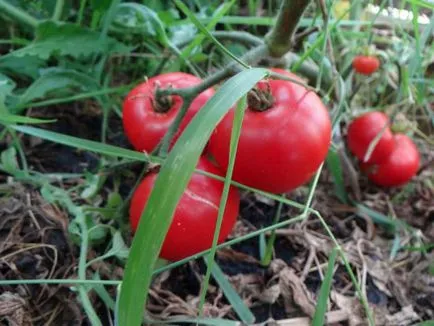 gigant de zahăr - o nouă creștere de tomate