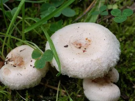 Volnushki ehető-e vagy sem egy fotó és leírás gombák volnushek fehér és rózsaszín