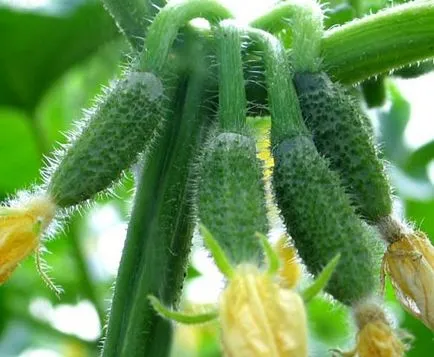 Краставица семена оранжерии за самоопрашват, pcheloopyljaemogo като самоопрашване, снимки, видео