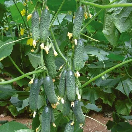 Semințe de castravete sere pentru polenizate, pcheloopyljaemogo ca auto-polenizarea, foto, video