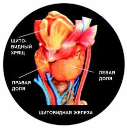 жлеза щитовидната жлеза, вие