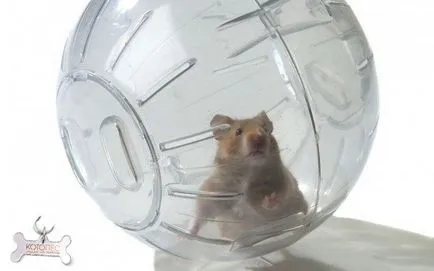 Hamster labda