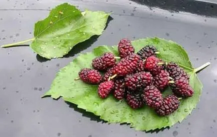 Mulberry ültetés és gondozás, a fajok és fajták, fotók