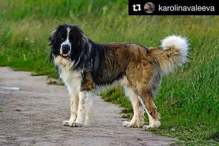 Sheremetyevsky Kennel Instagram fotók