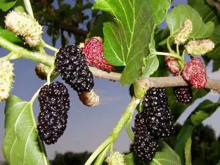 Mulberry ültetés és gondozás, a fajok és fajták, fotók