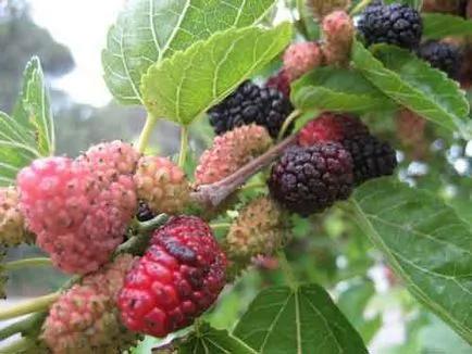 Mulberry засаждане и грижи, видове и разновидности, снимки