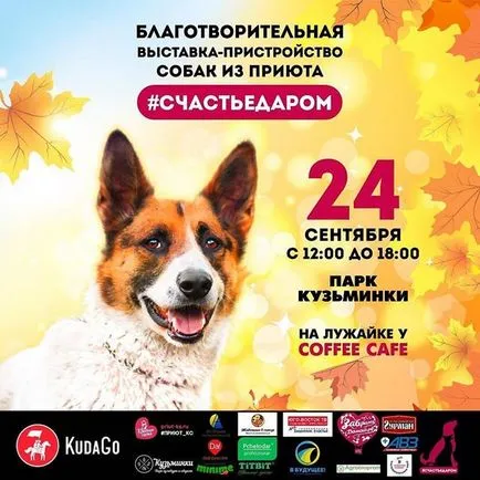 Sheremetyevsky Kennel @helpdog_ru Instagram profilját, fotók - videók • gramosphere