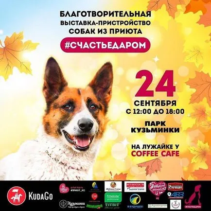 Sheremetyevsky Kennel Instagram fotók