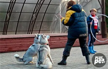 Szibériai husky jelleme, vérmérséklete és nevelése