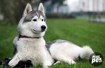 Husky Siberian caracter, temperament și educație