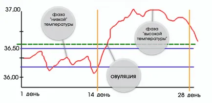 Tünetei a terhesség, hogyan határozza meg a terhesség tesztek nélkül