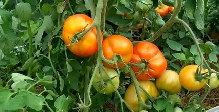 Неопределен сортове домати за оранжерии обуславят най-добрите домати и poludeterminantnye