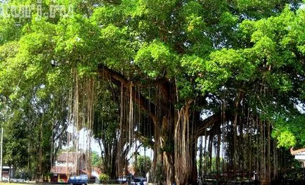 India, Bodhgaya locul unde Buddha a atins iluminarea