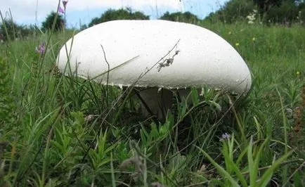 Champignons - Imagine și descrierea tipurilor de proprietăți utile ale ciupercii