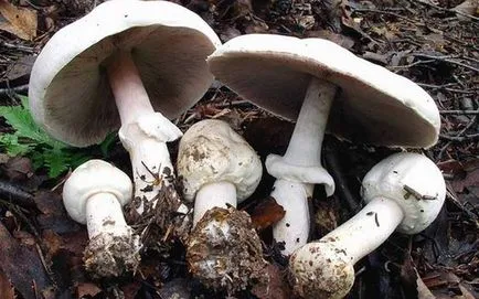 Champignons - Imagine și descrierea tipurilor de proprietăți utile ale ciupercii