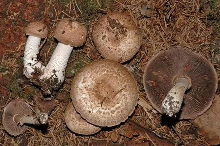 Champignons - Imagine și descrierea tipurilor de proprietăți utile ale ciupercii