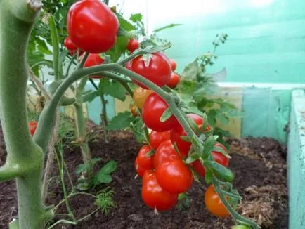 soiuri de tomate nedeterminate pentru sere determina cele mai bune roșiile și poludeterminantnye