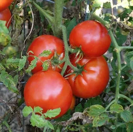 soiuri de tomate nedeterminate pentru sere determina cele mai bune roșiile și poludeterminantnye