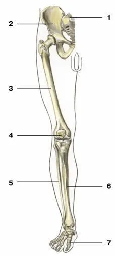 Скелетът на долния крайник