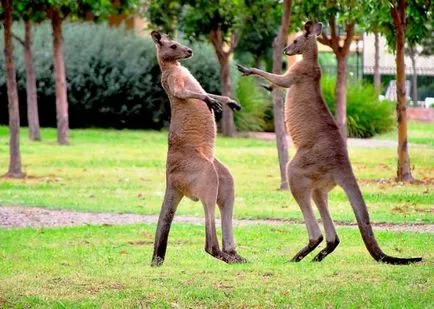 Колко крака на кенгуру две четири верен отговор 