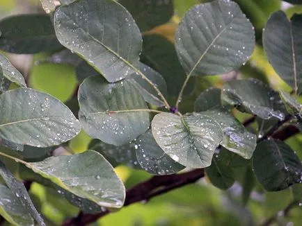 Sumac - plantare și îngrijire, specii și varietăți