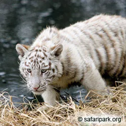 Câine crescute trei pui de tigru alb