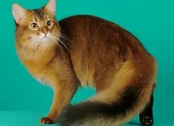 szomáliai macska