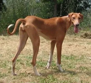 Azawakh kutya megfelelő gondozása a kutyák és kölykök Azawakh fajta
