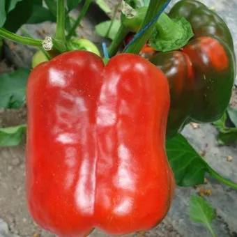 Fajta paprika fotó és leírás a legjobb fajta paprika szabadföldi és üvegházi