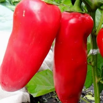 Fajta paprika fotó és leírás a legjobb fajta paprika szabadföldi és üvegházi