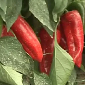 Fajta paprika fotó és leírás a legjobb fajta paprika szabadföldi és üvegházi