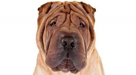 Shar Pei de câine rasa - descrierea și caracteristicile de câinele meu