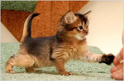 Сомалийски Cat (сомалийски) Фото и видео, цена, характер, описание порода