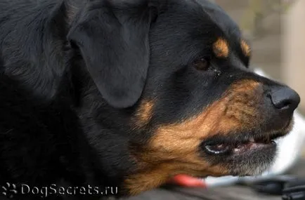 Un câine fără lesă și botniță