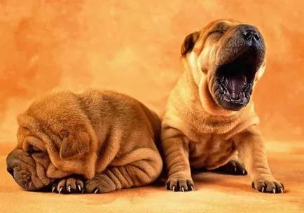 Shar Pei de câine rasa - descrierea și caracteristicile de câinele meu